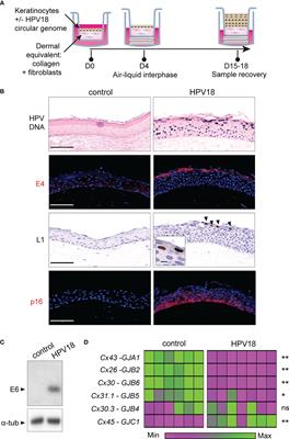 Reprogramming of connexin landscape fosters fast gap junction intercellular communication in human papillomavirus-infected epithelia